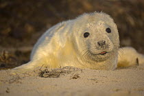 Grey seal (Halichoerus grypus) pup on a beach in Helgoland, North Sea, Germany