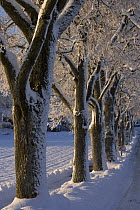 A row of Lime trees (Tilia sp) in the snow near Lichtenstein, Germany
