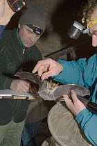 Bat conservationists holding a bat and making notes, Brandenburg, Germany