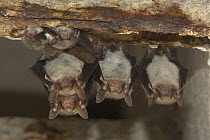 Greater mouse-eared bat (Myotis myotis) and Natterer's Bat (Myotis nattereri) roosting in winter, Germany