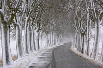 Snowy tree-lined avenue, Brandenburg, Germany