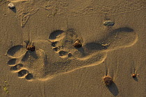 Two human footprints in wet sand, Baltic Sea coast of Poland