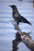 Carrion crow (Corvus corone) adult perched on branch in shallow water. Baden-Wuerttemberg, Germany