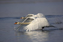 Two Mute swans (Cygnus olor) taking off from water, Germany