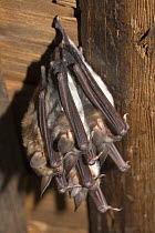 Greater mouse-eared bats (Myotis myotis), one albino, hanging from the ceiling. Pinzgau, Austria
