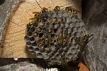 Paper wasps (Polistes gallicus) at nest, Austria