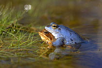 Moor frogs (Rana arvalis) mating in a pond, Germany (the male is blue)