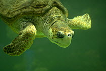 Loggerhead Sea Turtle (Caretta caretta) adult swimming, German Oceanographic Museum, Stralsund, Germany, captive