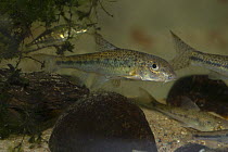 Spined loach (Cobitis taenia) amongst pebbles and weed in an aquarium at Naturschutzzentum, Frankfurt, Germany, captive