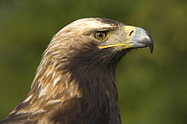 Imperial Eagle (Aquila heliaca) adult, Austria . Captive.