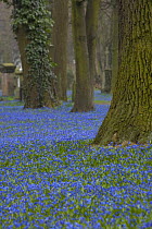 Siberian Squill (Scilla sibirica) carpets a woodland floor in Lower Saxony, Germany