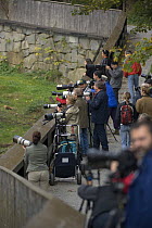 Lots af Photographers at a Zoo in the Bavarian Forest, Germany