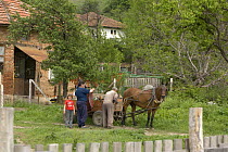 Local men and child loading a horse cart in a Bulgarian village