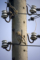 Little Owl (Athene noctua) adult on telephone wires, Bulgaria