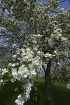 Pear tree (Pyrus communis) in blossom, Germany