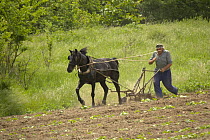 Man ploughing his fields with a work horse, Bulgaria