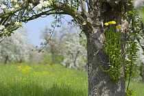 Dandelion growing on the trunk of an old blossoming apple tree in orchard Baden-Wuerttemberg, Germany