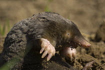European mole (Talpa europaea) Germany