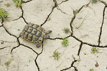 Spur-thighed tortoise (Testudo graeca) from above, on dry, cracked ground. Bulgaria