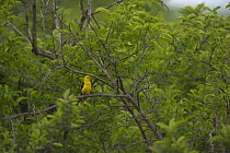 Golden oriole (Oriolus oriolus) male perched in trees, Bulgaria