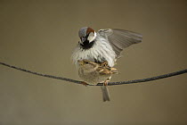 Common sparrow (Passer domesticus) pair mating on a twig, Bulgaria