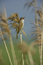 Great Reed Warbler singing  (Arcocephalus arundinaceus) amongst reeds, Bulgaria