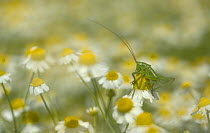 Bush cricket sitting on German camomile (Matricaria recutita), Bulgaria