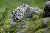 Captive Snow leopard (Panthera uncia) stalking, partly camouflaged by rocks in Heidezoo, Lüneburg, Germany