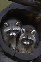 Two captive Raccoons (Procyon lotor) peering out from a hollowed log in Heidezoo, Lüneburg, Germany