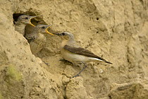 Wheatear (Oenanthe oenanthe) adult feeding its chicks at a nest in the cliffs, Bulgaria