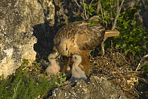 Long legged buzzard (Buteo rufinus) adult female feeding chicks at nest, Bulgaria