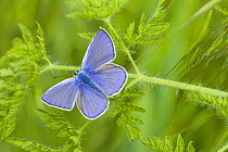 Blue Butterfly (Polyommatus spec) on green vegetation, Bulgaria