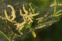 Ermine moth (Yponomeuta evonymella) caterpillars in their protective web amongst vegetation, feeding on leaves, Bulgaria