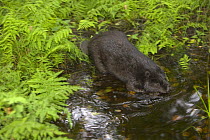 Eurasian beaver (Castor fiber) at waters edge, Mazury, Poland