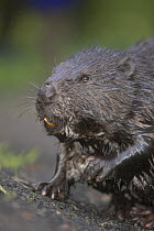 Wet Eurasian beaver (Castor fiber) portrait showing yellow teeth, Mazury, Poland