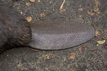 Close up of Eurasian beaver (Castor fiber) tail, Mazury, Poland