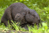 Eurasian beaver (Castor fiber) Mazury, Poland