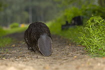 Eurasian beaver (Castor fiber) rear view walking away along a path, Mazury, Poland