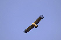 Lesser spotted eagle (Aquila pomerina) in flight against a blue sky, Latvia