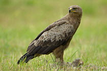 Lesser spotted eagle (Aquila pomerina) perched on the ground, Latvia