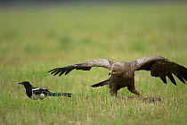 Lesser spotted eagle (Aquila pomerina) interacting with a magpie, Latvia