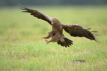 Lesser spotted eagle (Aquila pomerina) landing on grass, Latvia