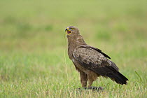 Lesser spotted eagle (Aquila pomerina) on grass, calling. Latvia