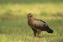 Lesser spotted eagle (Aquila pomerina) on grass, Latvia