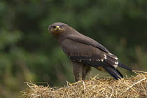 Lesser spotted eagle (Aquila pomerina) juvenile, Latvia