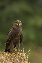 Lesser spotted eagle (Aquila pomerina) juvenile calling, Latvia