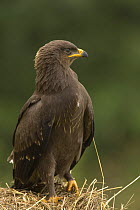Lesser spotted eagle (Aquila pomerina) juvenile, Latvia