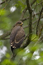 Lesser spotted eagle (Aquila pomerina) juvenile perched in a tree, Latvia