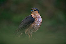 Sparrowhawk (Accipter nisus) male, Hungary.