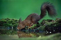 Red squirrel (Sciurus vulgaris) drinking at pool, Hungary.